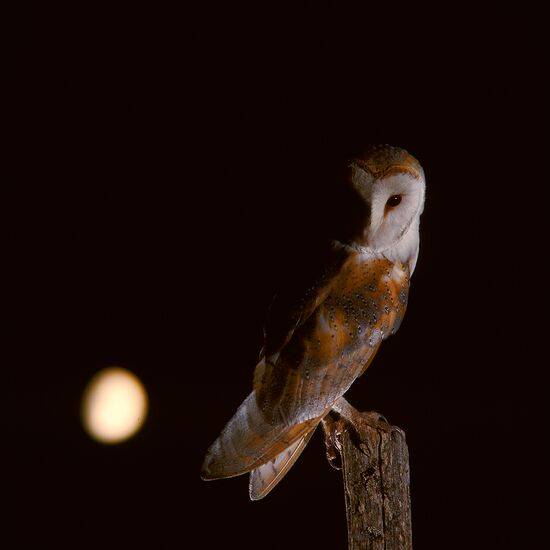 Ektas photos André Fatras